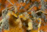 Inachus dorsettensis