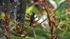 Among the Heliconia