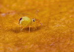 Dicyrtomina minuta