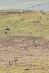 Black Combe-6
