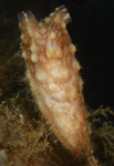 Styela clava