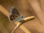 Common Blue