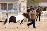 Class 206 - IH Non Show Type Pony portfolio
