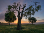 Day 31 - Three Tree Sunrise