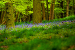 bluebell Hyacinthhoides non-scripta-4742