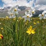 Wild Tulips (Tulipa sylvestris ssp australis) growing with Poet's Narcissus (Narcissus poeticus