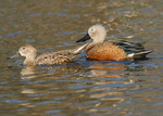 Argentine Red Shoveler 1