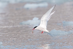 Arctic Tern with a Prawn