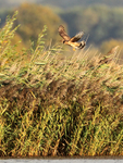 Hen Harrier hovering above the reeds at Otmoor RSPB