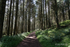 Into The Woods - Lough Navar Forest, County Fermanagh, N.Ireland