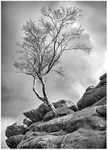Lone tree Brimham Rocks