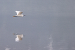 Little Egret in flight reflection, Wych Channel, Poole Harbour, Dorset