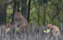 Rhesus Macaques