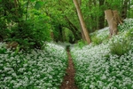Cadora Woods