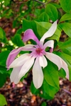Star Magnolia