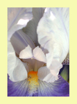 IRIS EXHIBITION portfolio
