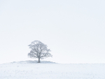 Lone Tree, Earl Sterndale