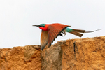 Carmine Bee-eater