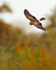 Hen Harrier in flight at Otmoor RSPB