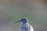 Teesdale  2018-04-18 15-32-56 