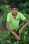 Tea plantation worker, Ella Sri Lanka 345