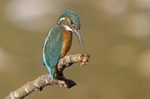 Female Kingfisher