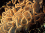 Aplysia punctata egg mass
