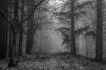 Misty Forest Walk
