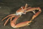 Goneplax rhomboides