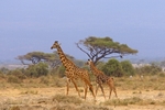 Giraffes portfolio
