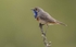 Male Bluethroat