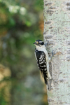 Downy Woodpecker showing tail spots, Minnesota, USA