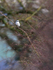 Great Grey Shrike at South Leigh, Oxfordshire