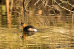 Little Grebe in winter light