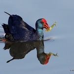 Purple Swamphen (Porphyrio porphyrio)
