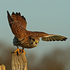 Kestrel perched on a post