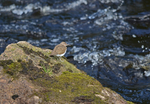 Common Sandpiper