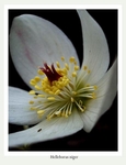 Helleborus niger 2