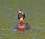 Slavonian Grebe - Podiceps auritus