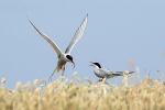 Arctic Terns