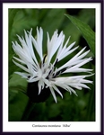 Centaurea montana 'Alba'