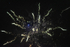 Fireworks 12