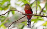 Red Headed Trogon female