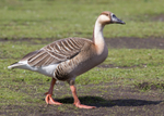 Swan Goose 2