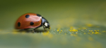 Pollen Slippers