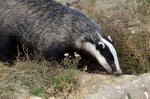 Badger