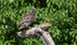 Little Owl
