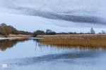 Starling Murmurations, Avalon Marshes_GS1109