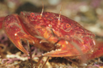 Liocarcinus corrugatus