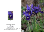 Spring 4.  Iris